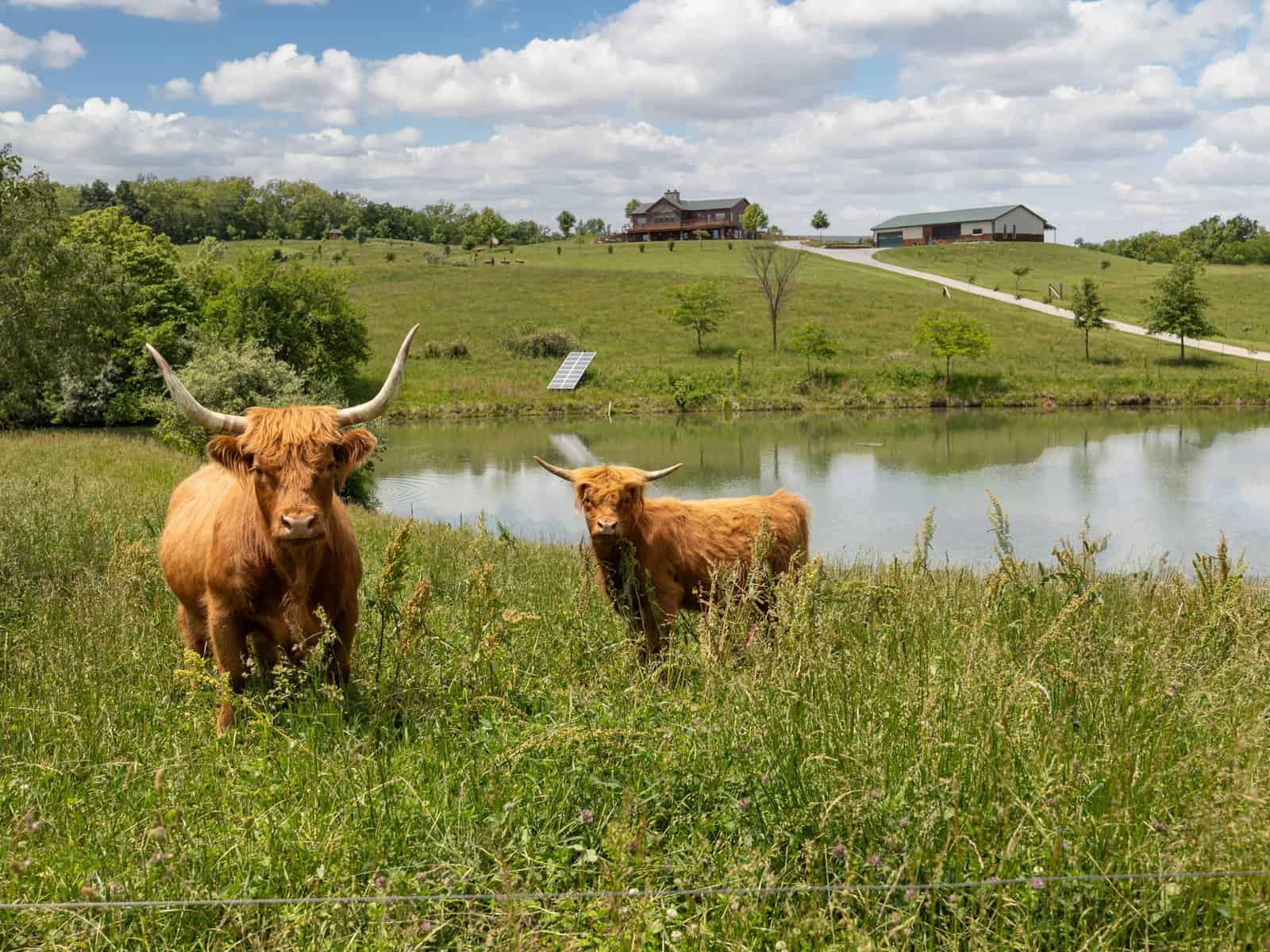 Two Scottish Highland cattle grazing beside the stocked pond at Selah Hills Ranch, with the lodge and guest building on the hill behind them.