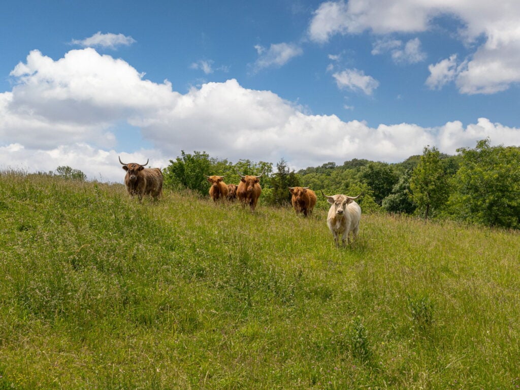 Six Scottish Highland cattle, brown, black and one cream, standing in tall pasture grass on the ridge at Selah Hills Ranch.