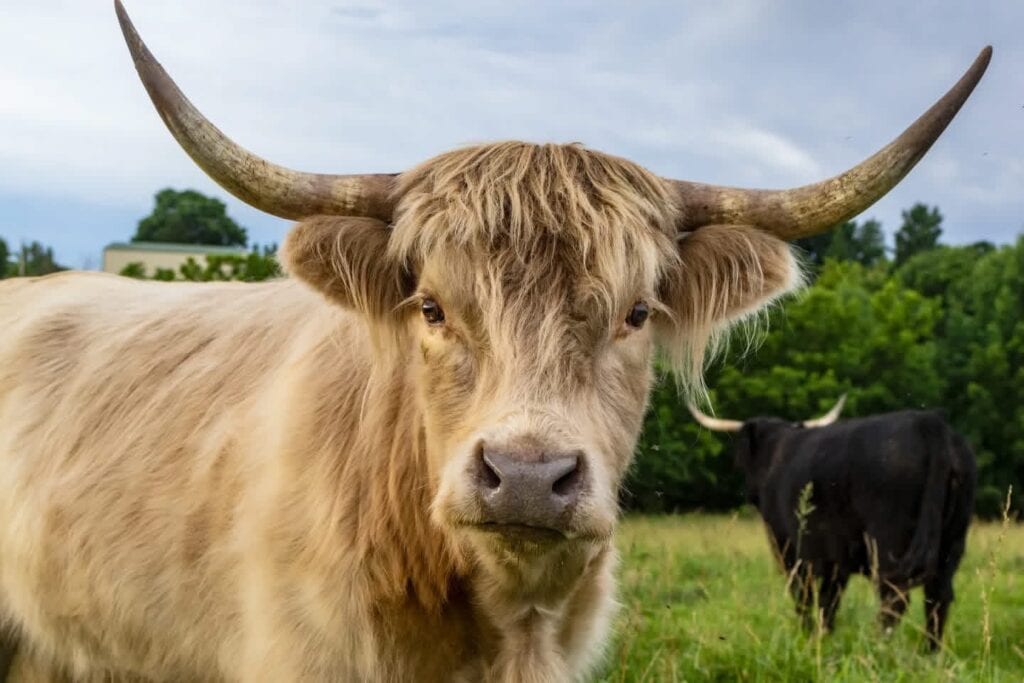 A cream Scottish Highland cow with long curved horns looking straight at the camera in the pasture at Selah Hills Ranch, with a black Highland grazing behind her.