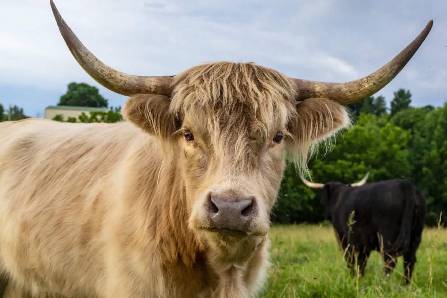A cream Scottish Highland cow with long curved horns looking straight at the camera in the pasture at Selah Hills Ranch, with a black Highland grazing behind her.