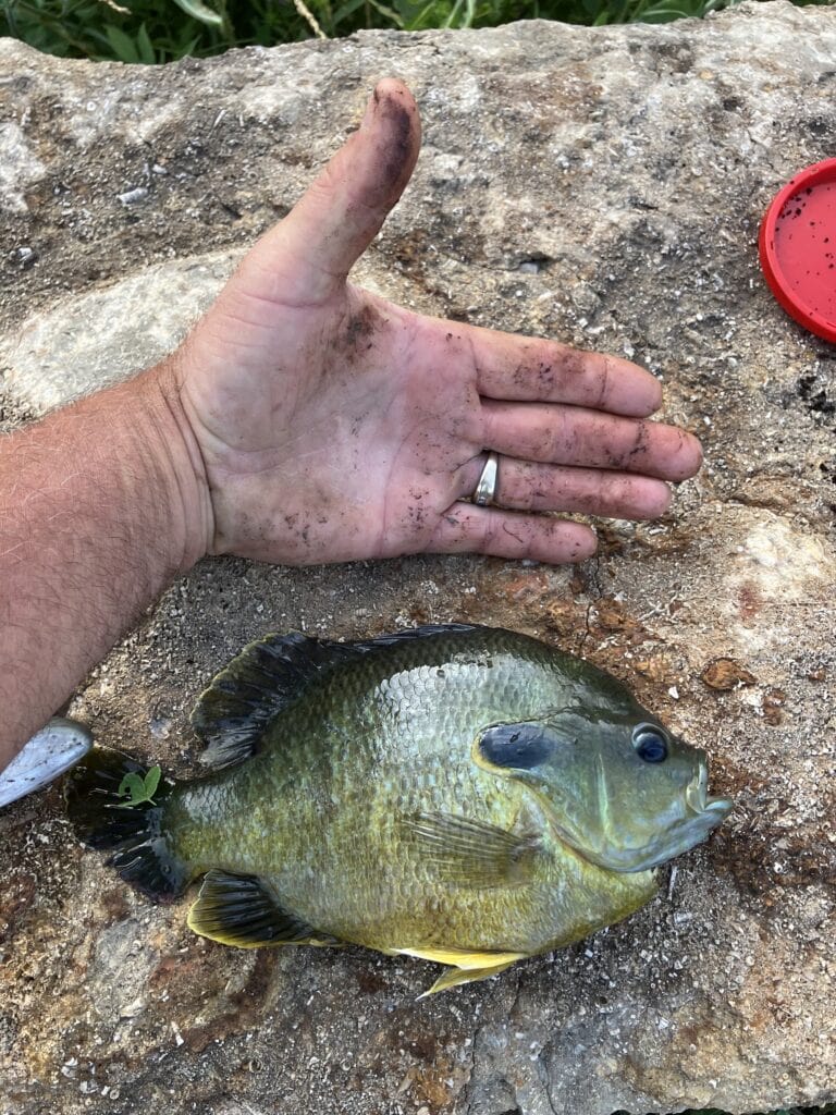 A bluegill caught at Selah Hills Ranch resting on a limestone rock beside the hand that landed it.