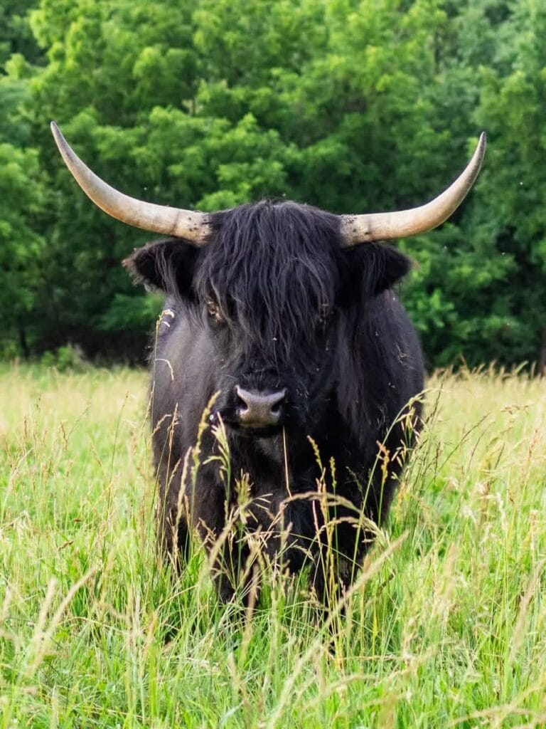 A black Scottish Highland cow with long horns standing in tall grass at Selah Hills Ranch.