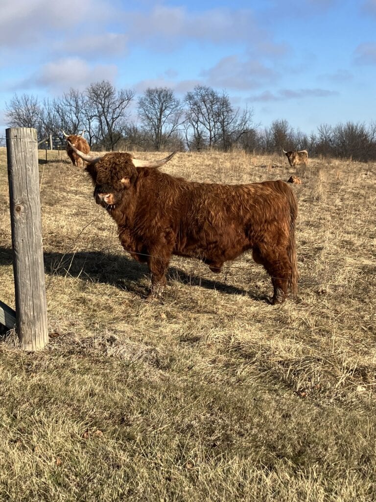 A red Scottish Highland bull standing along the fence line in the winter pasture at Selah Hills Ranch, the rest of the herd behind him.