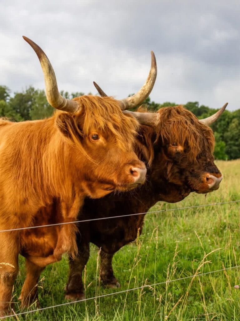 Two Scottish Highland cattle photographed from below against an open Missouri sky, their horns crossing.
