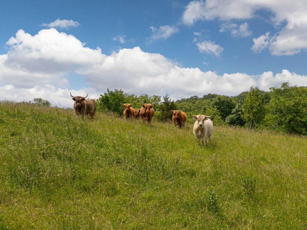 Six Scottish Highland cattle, one of them cream coloured, standing in the tall grass on the hillside at Selah Hills Ranch under a big summer sky.