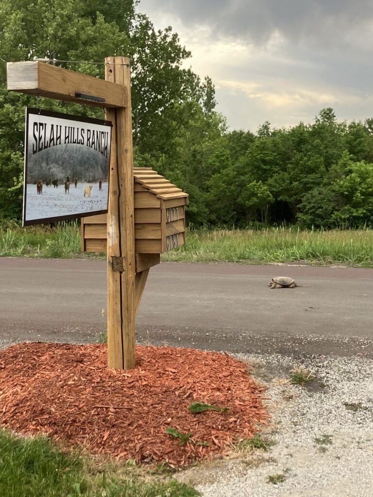 The Selah Hills Ranch sign and mailbox at the end of the drive on Monroe Road, with a turtle crossing the road.